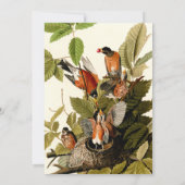 Invitation Illustration Audubon American Robin Wildlife Bird (Dos)