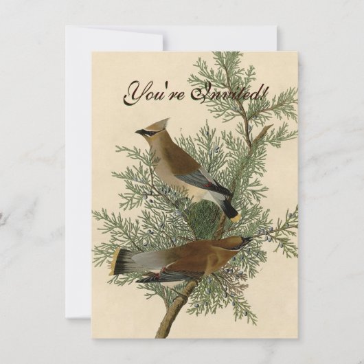 Invitation Impression d'oiseau de John James Audubon Jaseur b (Devant)