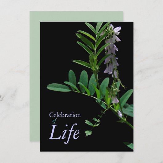 Invitation Indigo 1 Célébration de l'Faire-part funéraire (Devant / Derrière)