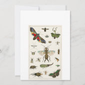 Invitation insectes, insecte, nature, papillon, insectes, abe (Dos)