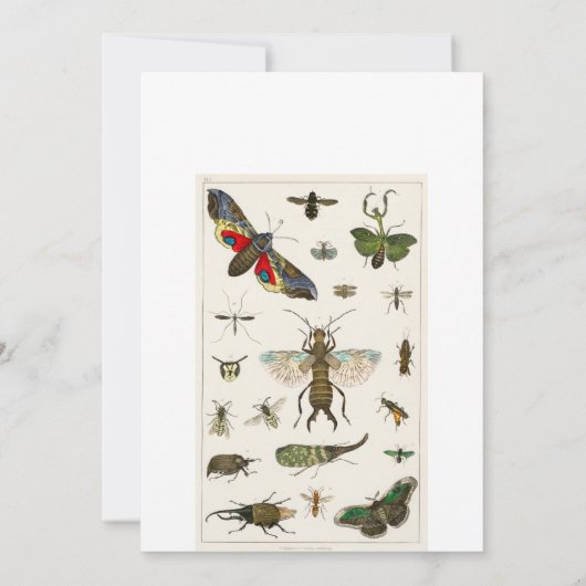 Invitation insectes, insecte, nature, papillon, insectes, abe (Dos)