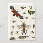 Invitation insectes, insecte, nature, papillon, insectes, abe (Devant / Derrière)