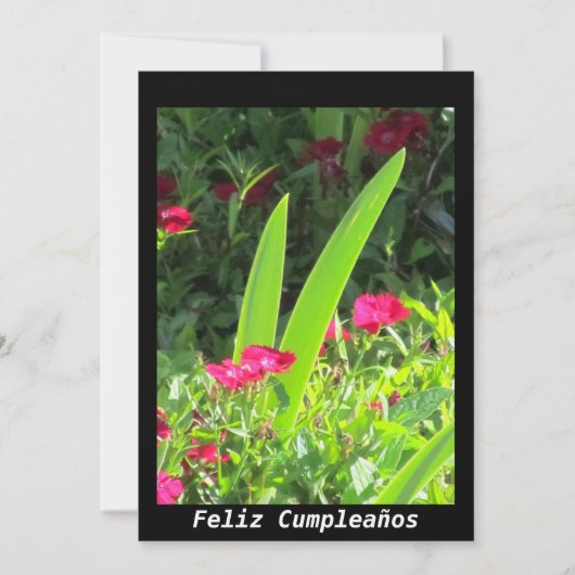 Invitation Invitación - Feliz Cumpleaños - Fleurs roses (Devant)