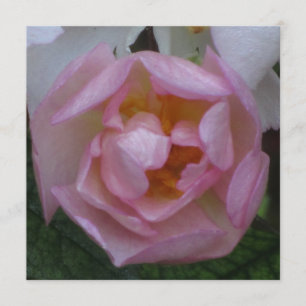 Invitation Invitación - fiesta Cumpleaños - La Rosa Rosa