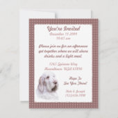 Invitation Italien Spinone Italiano (Dos)