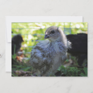 Invitation Jacinthe des bois