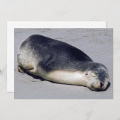 Invitation Jeune phoque dormant sur la plage - Australie (Devant / Derrière)