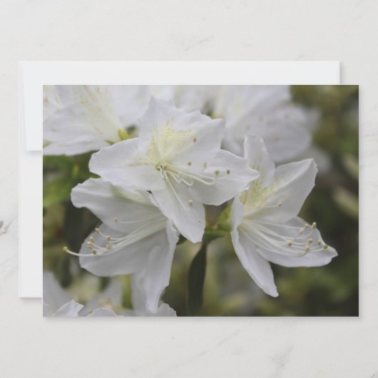 Invitation Joli blanc azalée fleurs mariage chrétien (Dos)