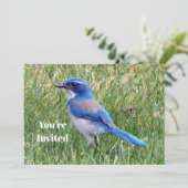 Invitation Joli Blue Scrub Jay Bird Photo Anniversaire (Debout devant)