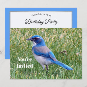 Invitation Joli Blue Scrub Jay Bird Photo Anniversaire