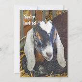 Invitation Jolie chèvre nubienne photo Anniversaire (Devant)