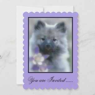 Invitation Keeshond et Columbine - Photo de chien