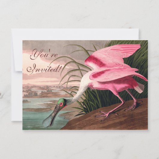 Invitation La faune des oiseaux d'Audubon de Spoonbill Roseat (Devant)