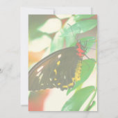 Invitation La nature des papillons noirs (Dos)