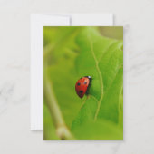 Invitation Ladybug Flat Birthday Card (Devant)