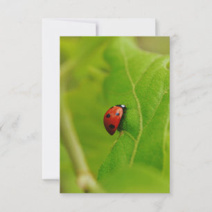 Invitation Ladybug Flat Birthday Card