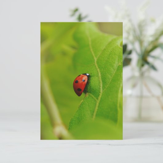 Invitation Ladybug Flat Birthday Card (Debout devant)