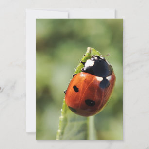 Invitation Ladybug pour chaque occasion