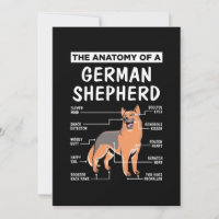 L'anatomie d'un berger allemand
