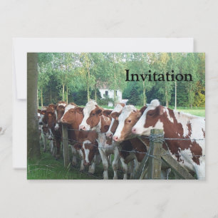 Invitation Les vaches curieuses