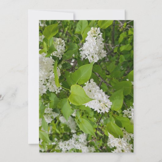 Invitation Lilas blanc (Devant)