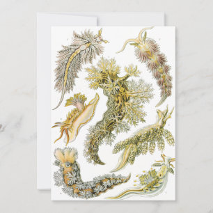 Invitation Limaces de mer par Ernst Haeckel, Nudibranchia vin