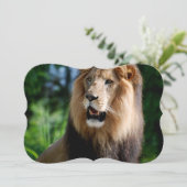 Invitation Lion asiatique d'Iran (Debout devant)