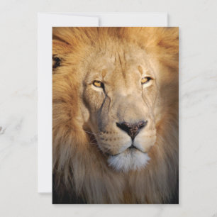 Invitation Lion Images