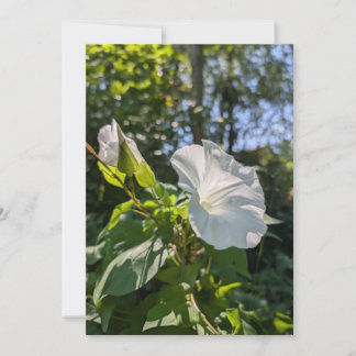 Invitation Liseron des haies blanc, fleur sauvage dans une fo