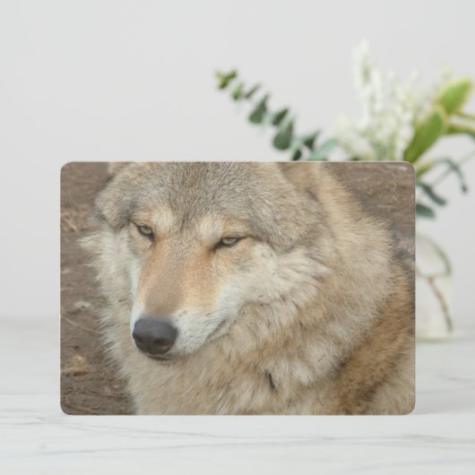 Invitation Loup (Debout devant)