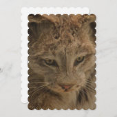 Invitation Lynx impressionnant (Devant / Derrière)
