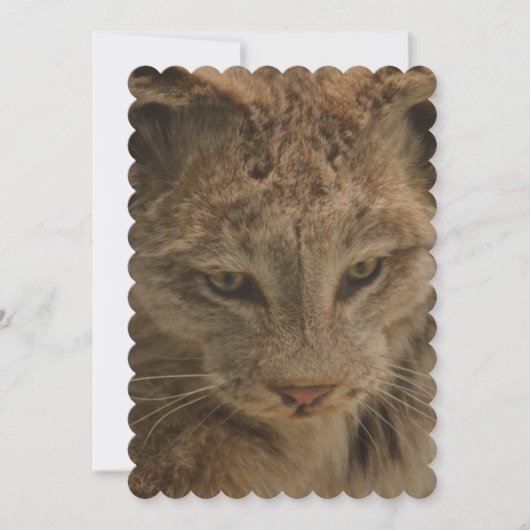 Invitation Lynx impressionnant (Devant)