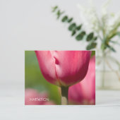 Invitation Macro Tulip rose DSC0852 (Debout devant)