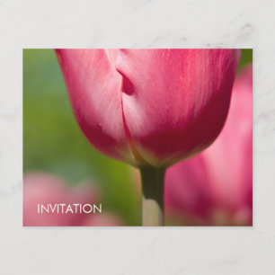 Invitation Macro Tulip rose DSC0852