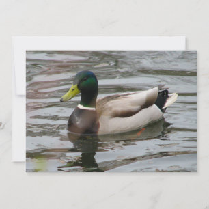 Invitation Mallard