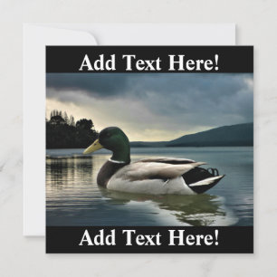 Invitation Mallard Duck