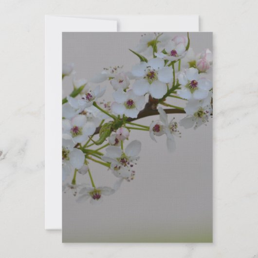 Invitation Mariage d'arbre à fleurs blanches (Dos)