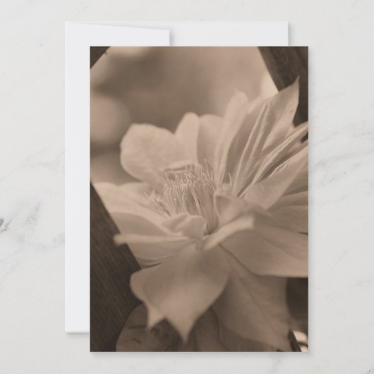 Invitation Mariage Fleur Sepia Clematis Sauvez La Date (Dos)