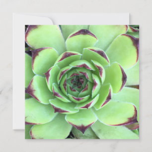 Invitation Mariage Photo de Succulente Verte et Violet Foncé