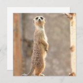 Invitation Meerkat à l'attention des internautes (Devant / Derrière)