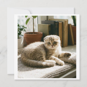 Invitation mignonne de chat Scottish Fold Chaton m