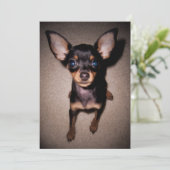 Invitation mini pinscher. (Debout devant)