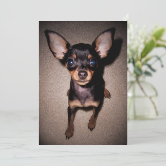 Invitation mini pinscher. (Debout devant)