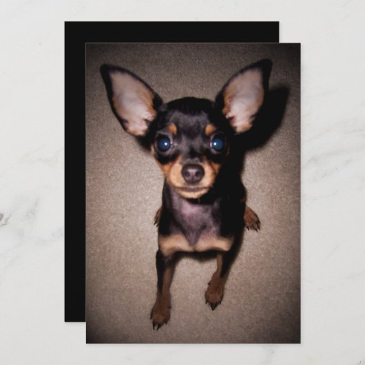Invitation mini pinscher. (Devant / Derrière)