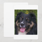 Invitation Miniature American Shepherd Black Tri (Devant / Derrière)