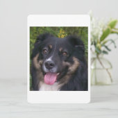 Invitation Miniature American Shepherd Black Tri (Debout devant)