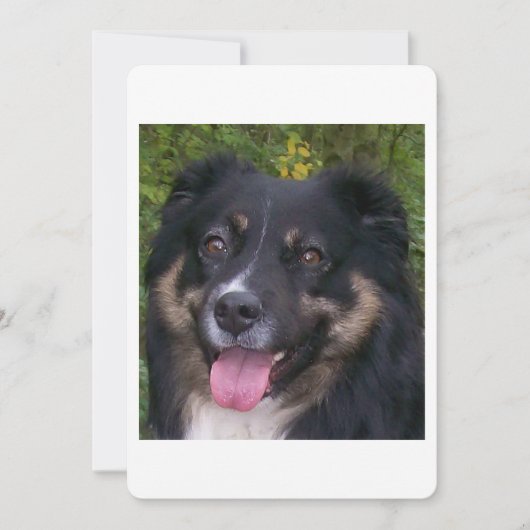 Invitation Miniature American Shepherd Black Tri (Devant)