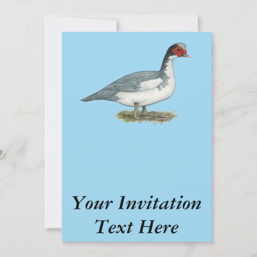 Invitation Muscovy Blue Pied Drake (Devant)