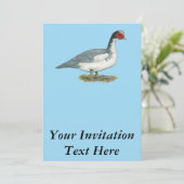 Invitation Muscovy Blue Pied Drake (Debout devant)