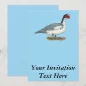 Invitation Muscovy Blue Pied Drake (Devant / Derrière)